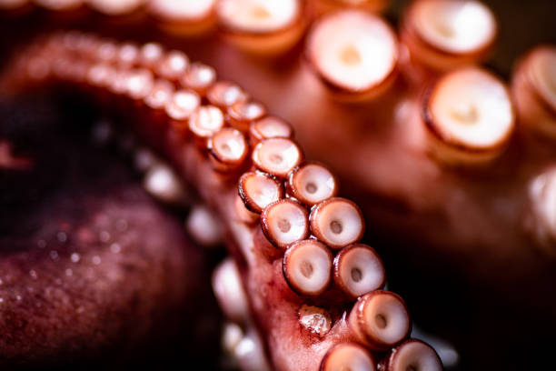 The tentacles of the octopus are boiled in water.