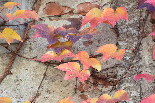 istock Red boston ivy leaves on concrete wall closeup view with selective focus on foreground 1359809949
