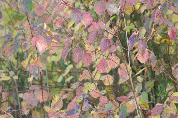 istock Red roughleaf dogwood leaves closeup view with selective focus on foreground 1359810033