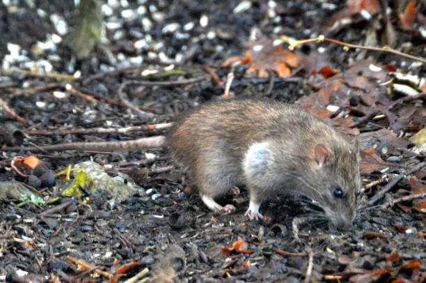 istock Brown rat eating seed and acorn 1359810428