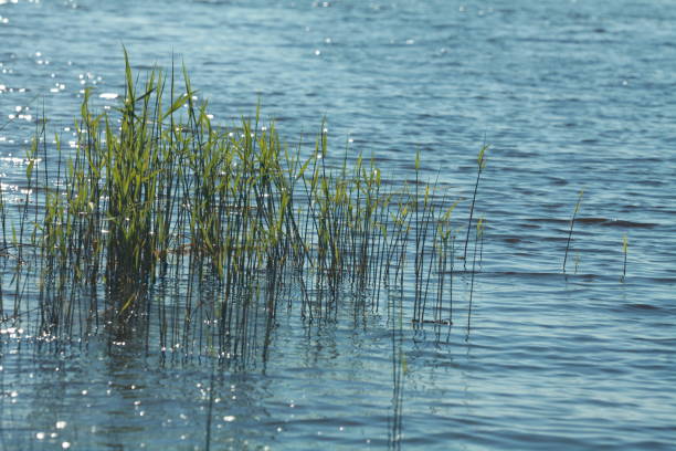 istock young green reed stalks grown in shallow water 1359814446