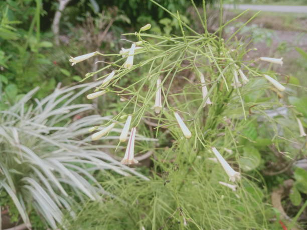 istock firecracker plant or coral plant close up 1359814507