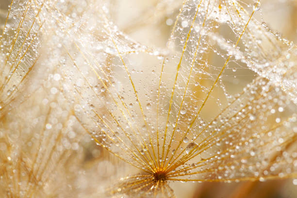 makroaufnahme von löwenzahn mit wassertropfen. naturhintergrund mit löwenzahn. - dandelion water dandelion seed dew stock-fotos und bilder