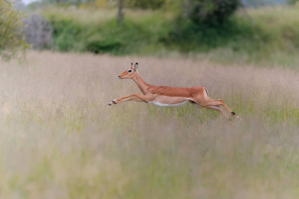 Impala female running Impala female running in the long grass in a game reserve in the greater Kruger region in South Africa impala stock pictures, royalty-free photos & images