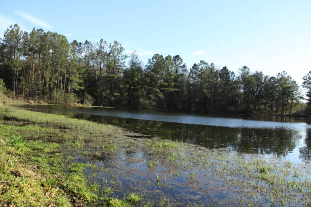 istock Lake in Gold Head Branch State Park 1359814955