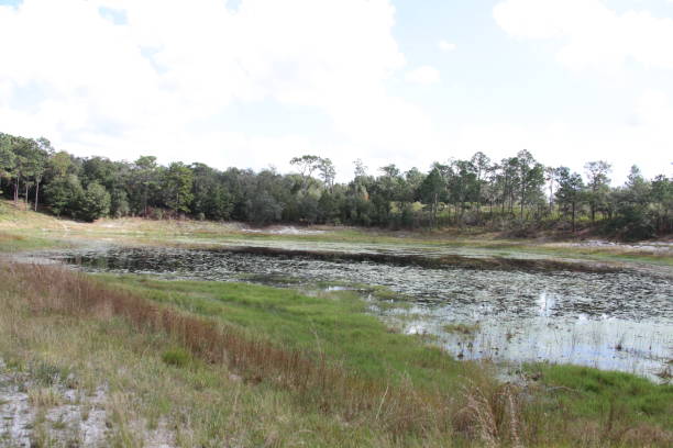 istock Lake in Gold Head Branch State Park 1359814975
