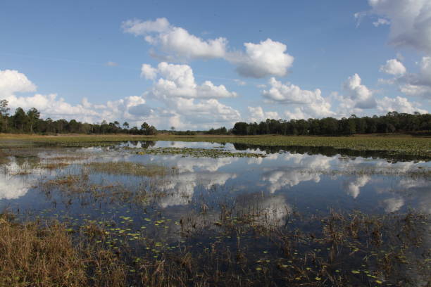 istock Lake in Gold Head Branch State Park 1359814981