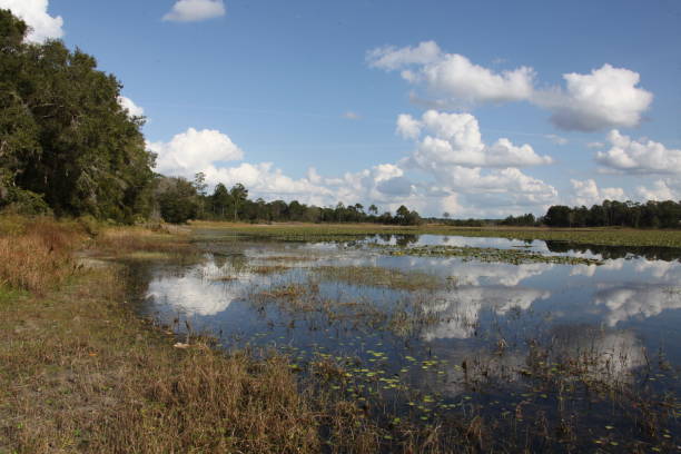 istock Lake in Gold Head Branch State Park 1359814987