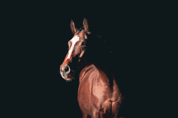 黒い背景に隔離された純血種のベイ馬。 - trakehner horse ストックフォトと画像