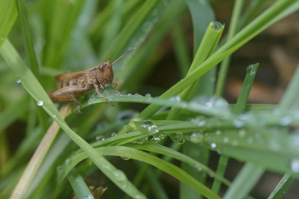 istock Thirsty grasshopper close up early morning 1359816017