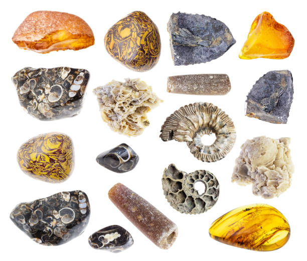 ensemble de diverses pierres fossilisées découpées sur blanc - fossil photos et images de collection