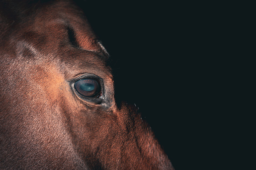 Close up beautiful horse eye against black background.