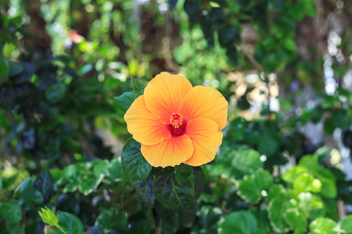 Hibiscus rosa-sinensis, a genus of flowering plants in the mallow family, Malvaceae
