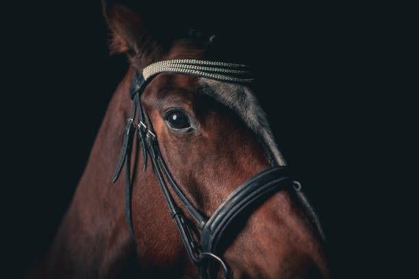 istock Beautiful horse eye against black background. 1359816948