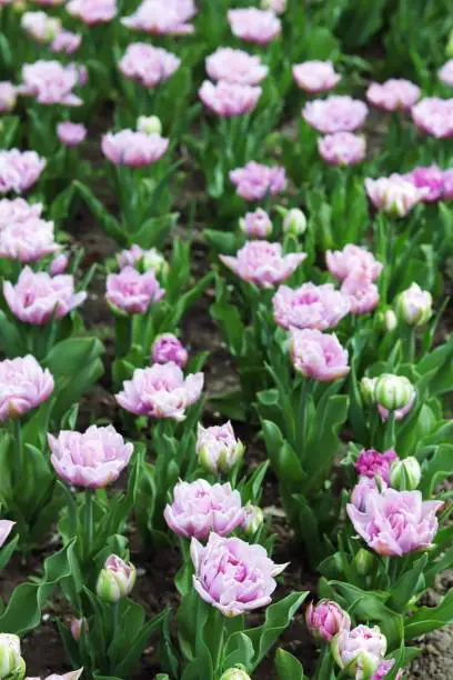 Photo of Group of blooming pink tulips in the park, flower plantation, spring season