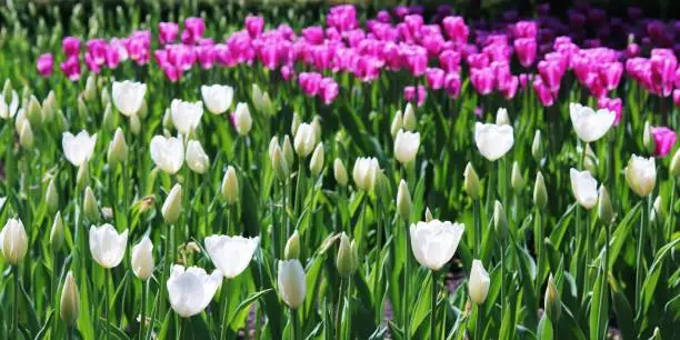 Photo of Group of blooming pink tulips in the park, flower plantation, spring season