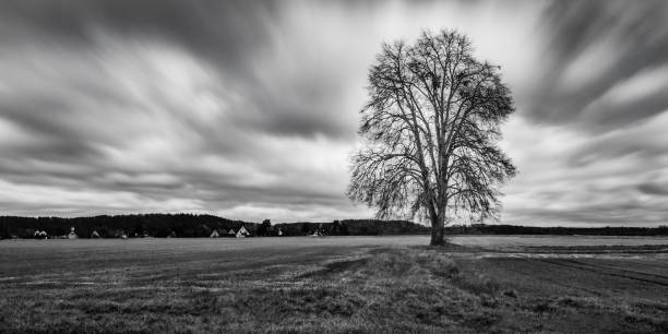 paysage noir et blanc, silhouette d’arbre avec un ciel spectaculaire et des nuages en arrière-plan - white black tree fog photos et images de collection