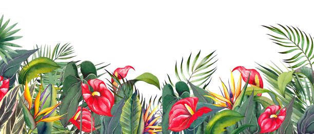 horizontaler rand mit roten anthurium- und strelitzia-blüten. - heliconia stock-grafiken, -clipart, -cartoons und -symbole