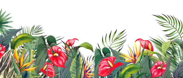 Horizontal border with red Anthurium and strelitzia flowers. Horizontal border with tropical anthurium, strelitzia flowers and palm leaves. Watercolor illustration on white background. heliconia stock illustrations