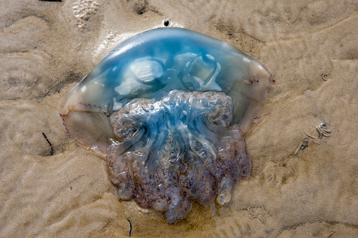 A jellyfish washed up by the tides in the mudflats on the North Sea coast