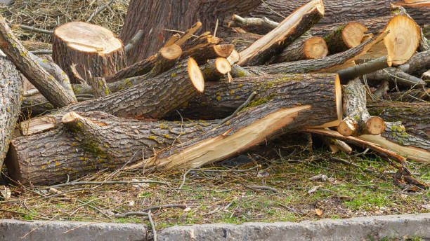 istock Branches, twigs, trunks, stump from a large felled tree in the town 1359819538