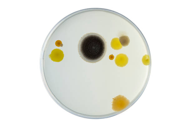 petri dish and culture media with bacteria on white background with clipping, test various germs, virus, coronavirus, corona, covid-19, microbial population count. food science. - petri dish agar jelly laboratory glassware bacterium imagens e fotografias de stock