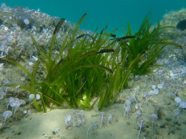 istock Neptune grass or Mediterranean tapeweed (Posidonia oceanica) undersea, Aegean Sea 1359822155