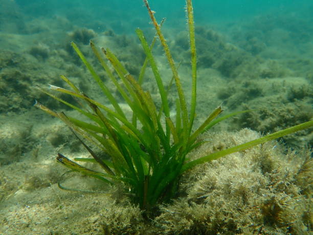 istock Neptune grass or Mediterranean tapeweed (Posidonia oceanica) undersea, Aegean Sea 1359822892