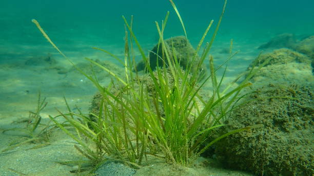 istock Neptune grass or Mediterranean tapeweed (Posidonia oceanica) undersea, Aegean Sea 1359822896