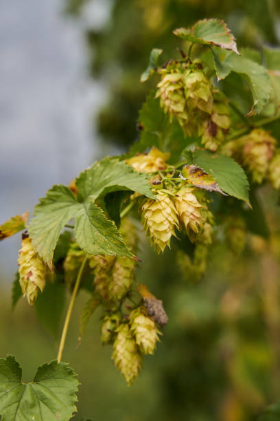istock Hop cones plantation 1359823474