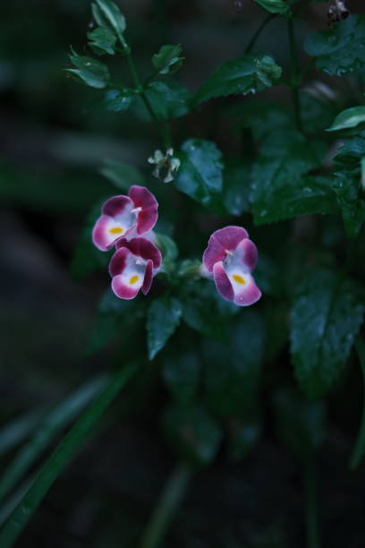 istock Close-up of summer Corydalis after rain 1359824143