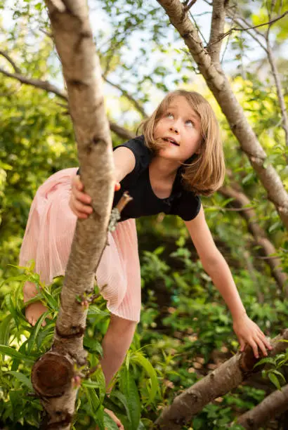 Little girl having fun climbing a tree in her back yard at home in the summertime