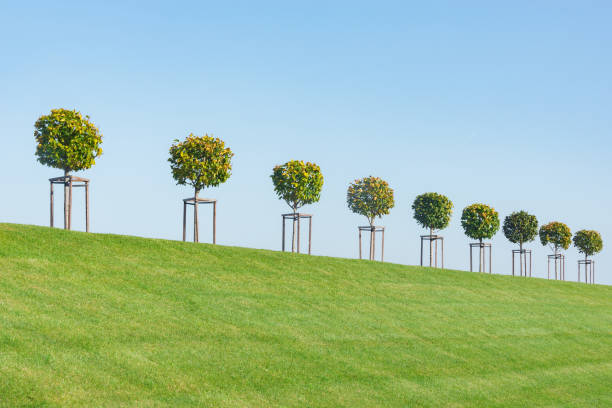 3d render Geometric Bagel Shape Made of Grass, İsolated On White And Clipping Path