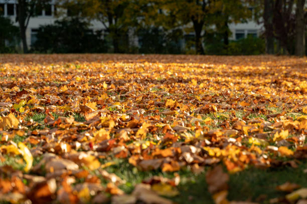 istock Autumn Leaves Illuminated by Sunlight 1359827686