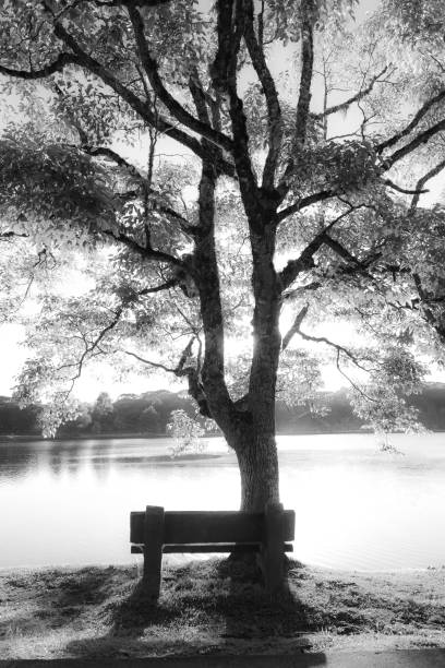 Germany, Berlin, Tiergarten, June 02, 2025 - Empty bench in front of a hedge - with cobblestones on front