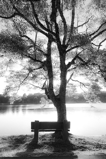 black and white photograph of tree and bench lined up in front of a beautiful sunny lake