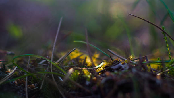Macro of small plants and other wildflowers, near the forest floor