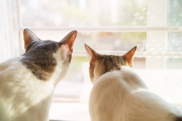 istock Two cats looking out of the house curiously. 1359830409