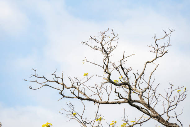 istock Yellow flowers in the trees against the blue sky 1359831509