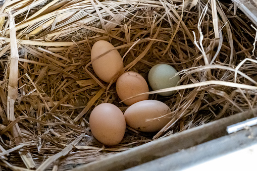 Fresh eggs from the farm’s Hen House