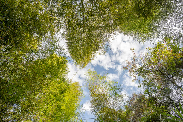 Looking up towards the sky through the tall bamboo trees in a lush forest. The green foliage creates a tranquil and refreshing atmosphere, with sunlight filtering through the leaves creating dappled light on the forest floor.