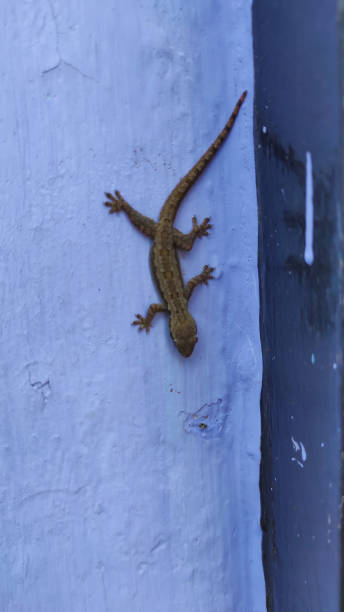 istock Lizard on the wall - stock photo 1359832395