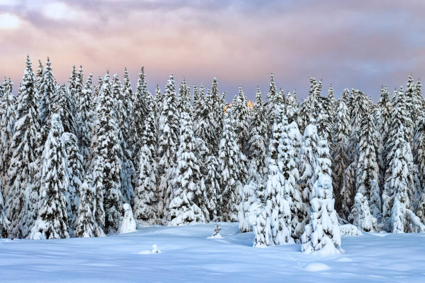 istock Colorful sunset over winter landscape with snow covered forest . 1359833998