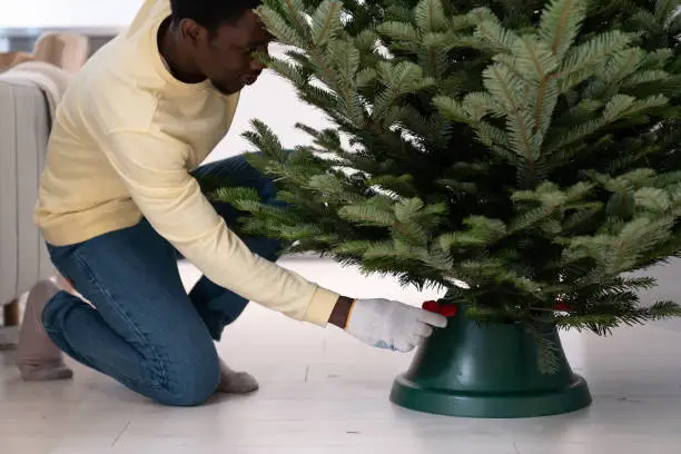Photo of African man placing real Christmas tree in stand, black guy decorating house for winter holidays
