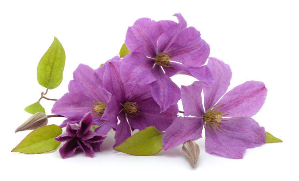 istock Bouquet of purple clematis. 1359834907