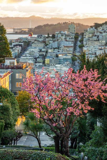 ロンバード通りで桜の花。サンフランシスコは早朝の光の中にあります。 - san francisco county lombard street street house ストックフォトと画像