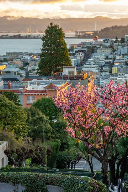 ロンバード通りで桜の花。サンフランシスコは早朝の光の中にあります。 - san francisco county lombard street street house ストックフォトと画像