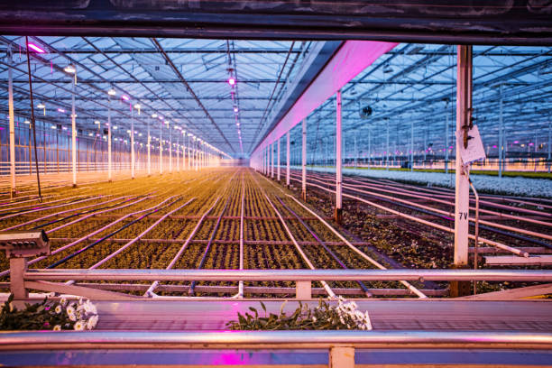 istock The inside of a working chrysanthemum greenhouse 1359835183