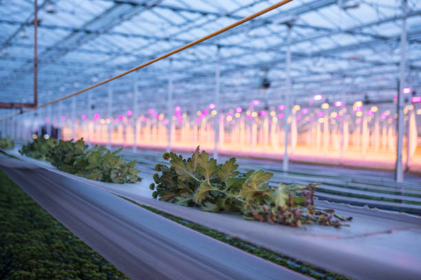 The inside of a working greenhouse