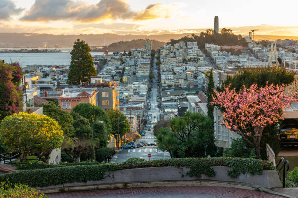 ロンバード通りで桜の花。サンフランシスコは早朝の光の中にあります。 - san francisco county lombard street street house ストックフォトと画像